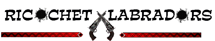Ricochet Labradors